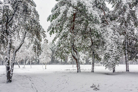 在雪林中行走下雪图片