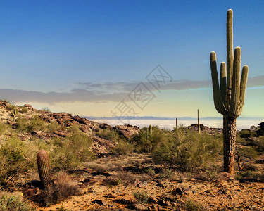 清晨菲尼克斯亚利桑那沙漠的景象从南山徒步与图片