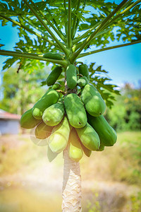 树上的新鲜木瓜树自然背景上的生青图片