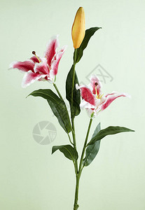 浅色背景中盛开的百合花的特写图片