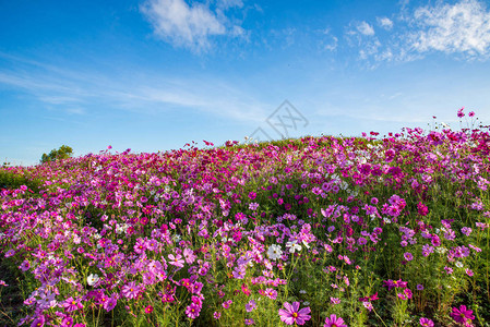春天的花朵粉红色的田野五颜六色的宇宙花在美丽的花园里绽放图片