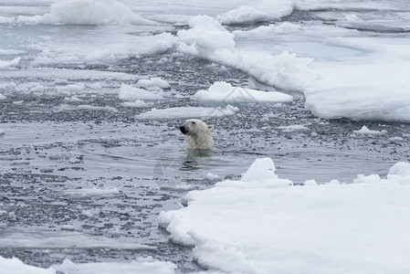 北极熊Ursusmaritimus在图片