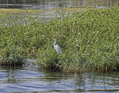 野鸟站在河岸湿地沼泽地浅水草丛中的浅水草原上图片