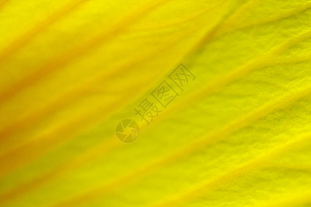 微距摄影中黄色花瓣的细节背景图片