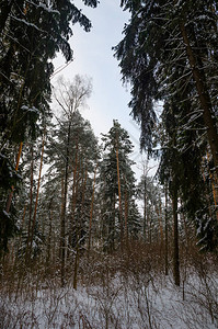 寒冬冰冻的森林被雪图片