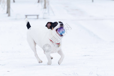 JackRussellerTerrier这只狗和它的主人一起玩冬图片