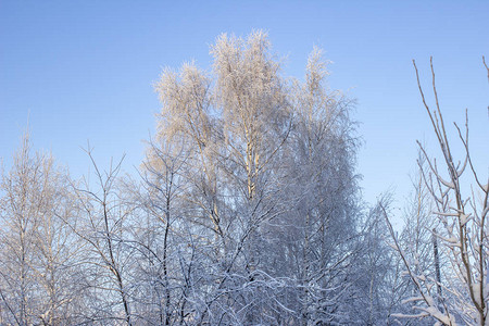 美丽的雪树前景图片
