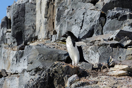 岩石上的阿德利企鹅图片