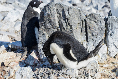 巢中的阿德利企鹅图片