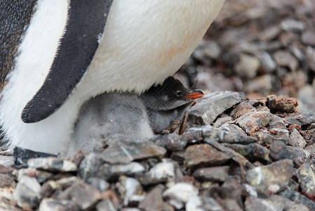 巴布亚企鹅在巢中的小鸡图片