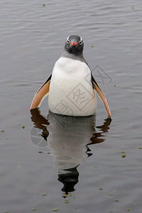 水中的巴布亚企鹅图片