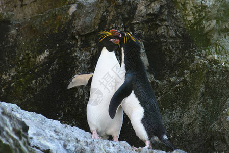 大自然的通心粉企鹅背景图片