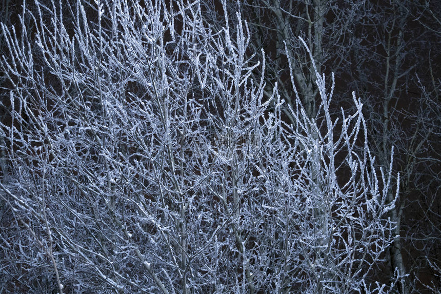 冬夜风景与冰冻树白雪裸露的图片