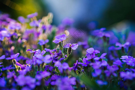 春天花园的花朵盛开的蓝紫色背景图片