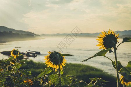 美丽的河流有寒冷天气的雾蓝背景图片