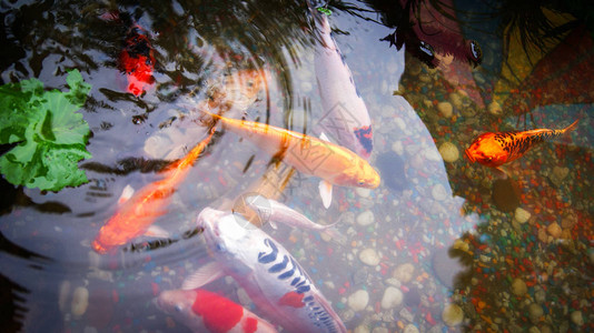 橙色鱼锦鲤鱼或在池塘中游泳的锦鲤鱼享受漂浮在水面上的饲料图片