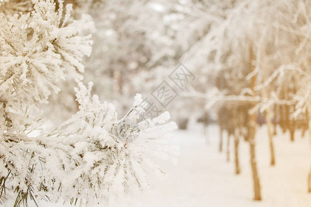 冬松树阳光明媚的背景近照枝条覆盖雪季节圣诞节和新图片