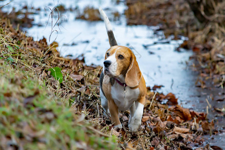 Beagle秋天在户外散步漂图片