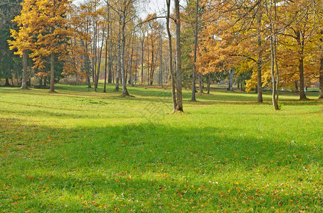 公园的秋天风景干图片