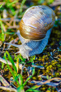 大蜗牛在绿草上缓慢爬行的近景图片