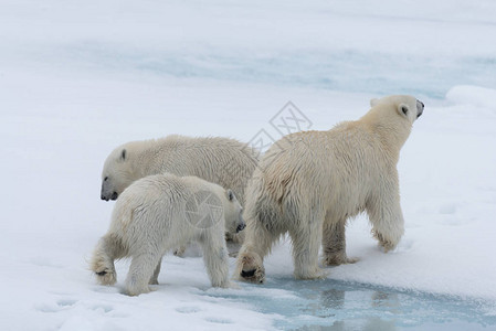 野生北极熊Ursusmaritimus图片