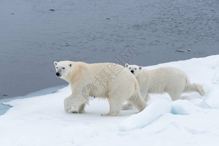野北极熊Ursusmaritimus母亲和幼熊在挪威斯瓦尔巴北极图片
