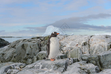 南极雪地上的巴布亚企鹅图片