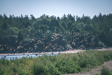 野生鸟类在自然栖息地的风景图片