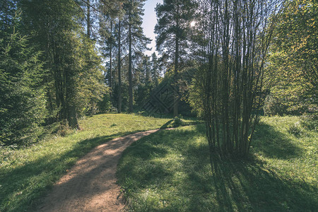 绿色森林中游客步行小径的风景背景图片
