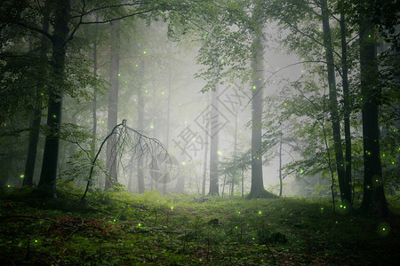 神奇的绿雾童话仙子森林风图片