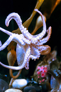 盐水下长着大触手的白章鱼图片