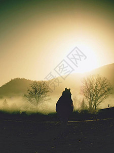马在雾中行走山地和马图片