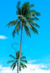 在晴朗的蓝天和白云的椰子树夏季和天堂海滩概念热带椰子棕榈树图片