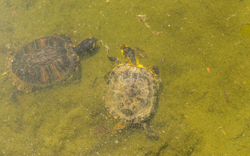 城市公园脏池中的水龟图片