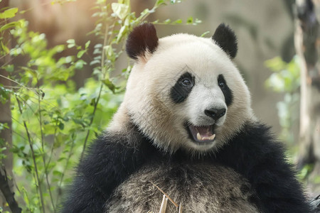 大熊猫吃竹子野生动物图片