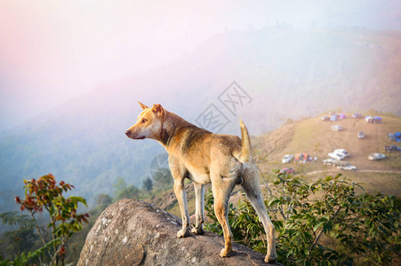 站在岩石上的狗站在山上露营的山坡边图片