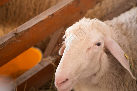谷仓里的羊头图片