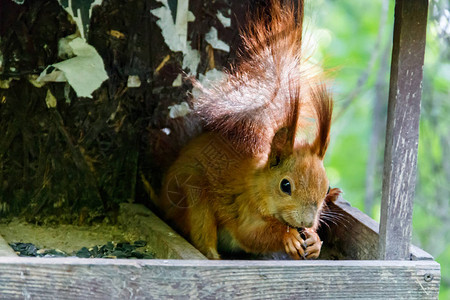 松鼠在树上吃喂食器的食物图片