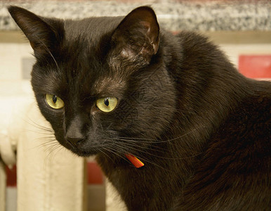 成年黑大猫背景图片
