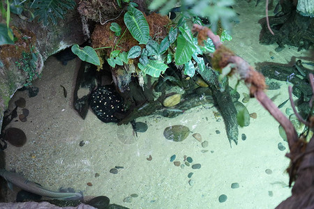 水族馆底部的视图与各种鱼和海龟背景图片