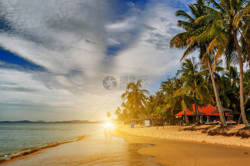 岛屿背景热带景观上的热带自然树木棕榈树图片