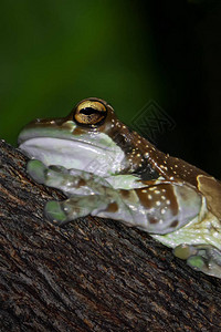 青蛙撞奶金眼树青蛙或雨林树枝上的亚马孙奶青Trachycephalus背景