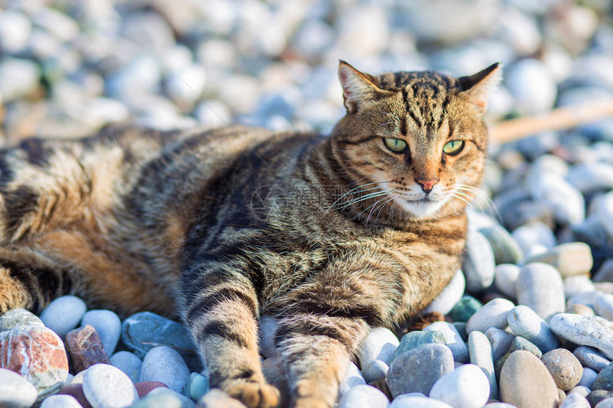 这只猫躺在地中海岸边的石子上那只猫在海滩上忙图片