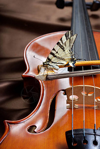 音乐概念小提琴和蝴蝶蝴蝶在弓上图片
