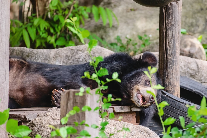 亚洲黑熊睡在为动物和野生物准图片
