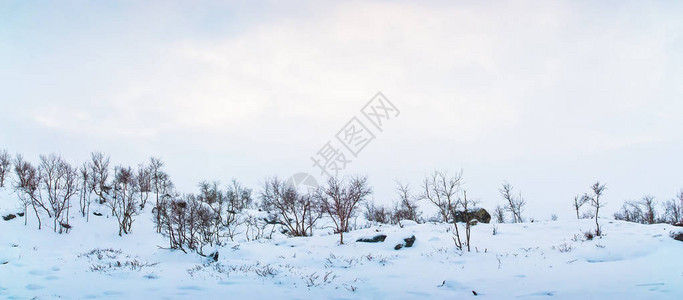 苔原的冬季景观拉普兰背景图片
