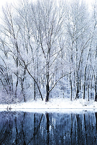 冬天的树木倒映在水中图片