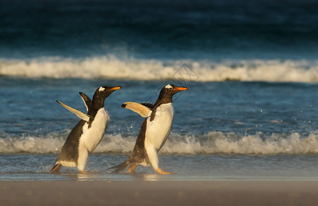 年轻的金图企鹅追逐着母企鹅的母企鹅图片