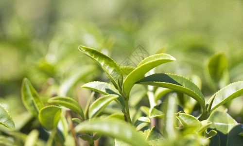 农场种植园的茶叶图片