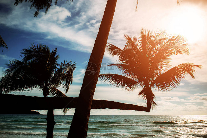 椰子树在沙滩上图片